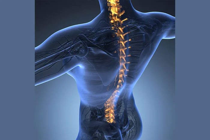 Newly Discovered Stem Cell Reveals Potential Drug Target for Spinal Stenosis Newly Discovered Stem Cell Reveals Potential Drug Target for Spinal Stenosis